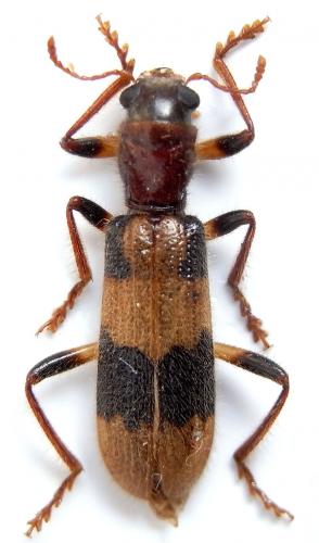 Réf. 258 577 : Xenorthrius temeris